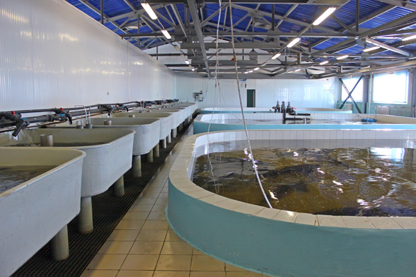 Stora pooler inomhus för fiskodlning